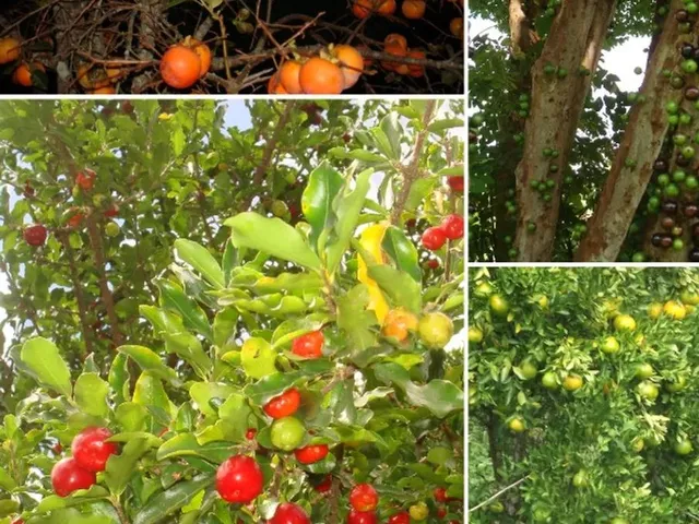 Imagem 10: Casa em Cambuquira/Mg, 5 Quartos - Jardim Marimbeiro (Baixou Valor Até 31/12/25