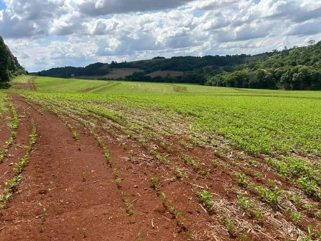 Imagem: Chácara de 7,4 Hectares em Ibema, Próximo