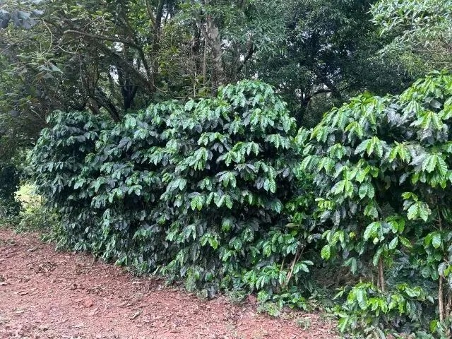 Imagem 10: Chácara de 7,4 Hectares em Ibema, Próximo a Cidade!