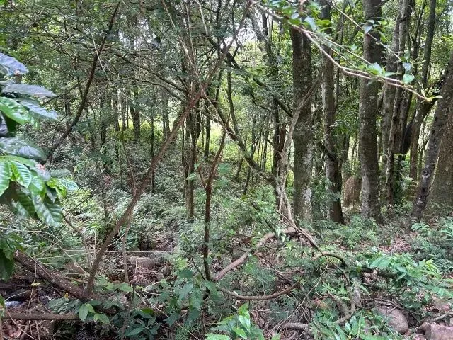 Imagem 16: Chácara de 7,4 Hectares em Ibema, Próximo a Cidade!