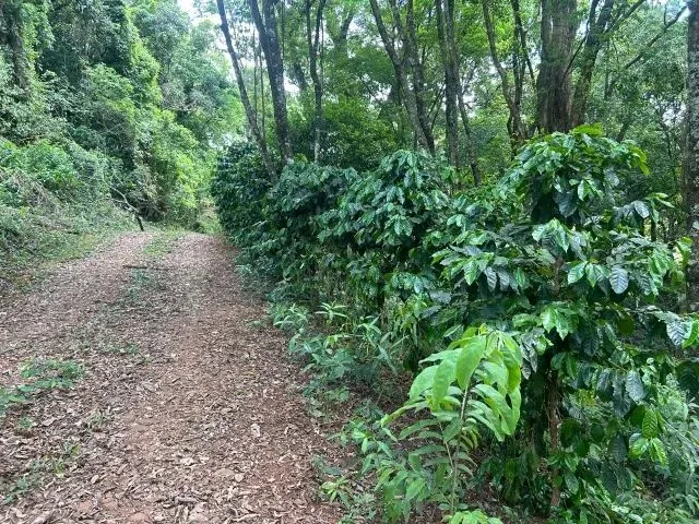 Imagem 15: Chácara de 7,4 Hectares em Ibema, Próximo a Cidade!