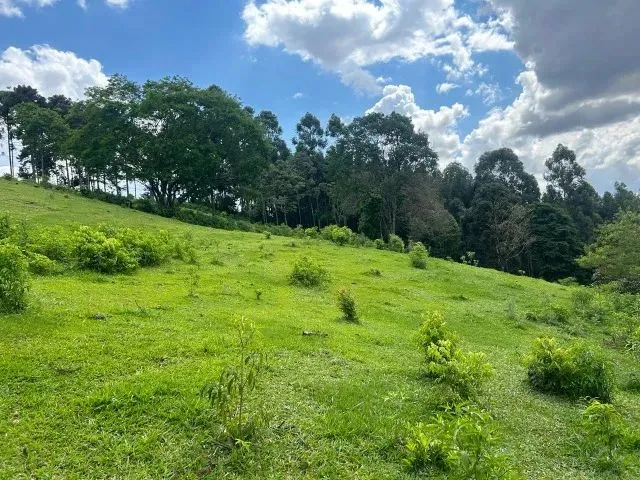 Imagem 6: Chácara de 7,4 Hectares em Ibema, Próximo a Cidade!