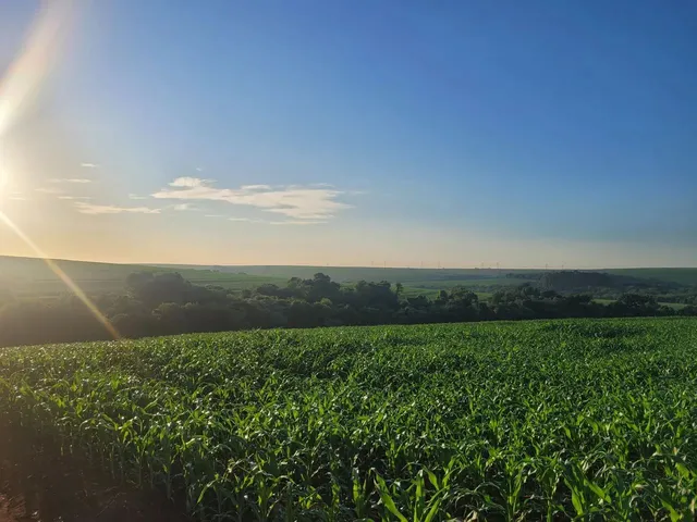 Imagem 2: Chacara, Área de Terra, Sítio em Cafelândia