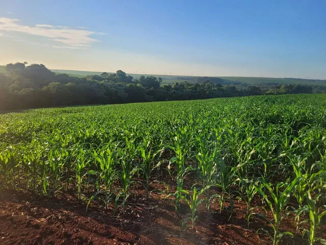 Imagem 3: Chacara, Área de Terra, Sítio em Cafelândia