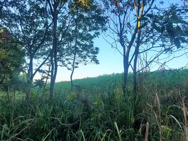 Imagem 6: Chacara, Área de Terra, Sítio em Cafelândia