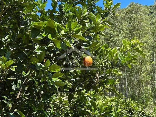 Imagem 14: Sítio com Casa de 3 Quartos À Venda em Picada Café na Serra Gaúcha