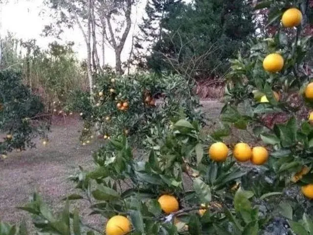 Imagem 5: Sitio com Casa de 90M², 2 Quartos, Sacada, Serra Grande em Gramad