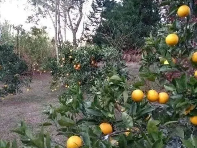 Imagem 7: Sitio com Casa de 90M², 2 Quartos, Sacada, Serra Grande em Gramad