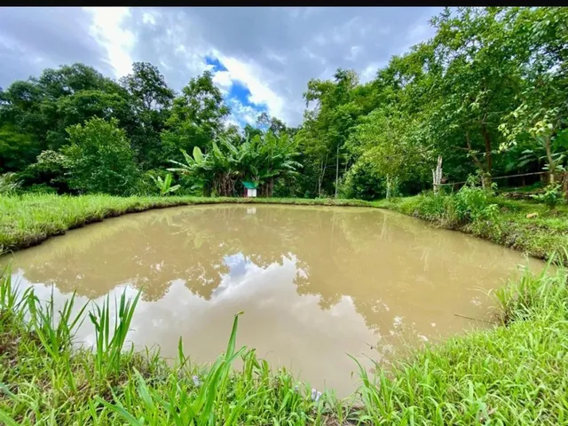 Imagem 2: Oportunidade dos Sonhos! Sítio em Canela