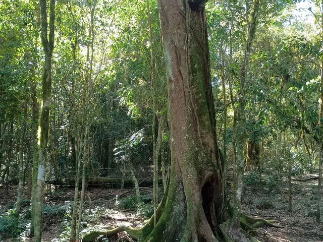 Imagem 11: Sítio 10 Hectares com Belíssima Vista, Próximo de Gramado