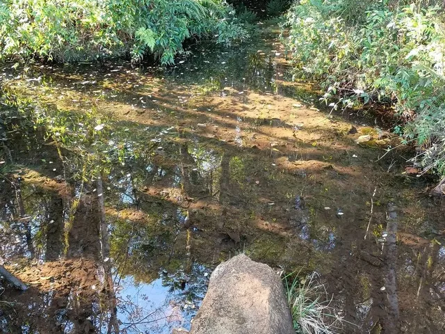 Imagem 14: Sítio 10 Hectares com Belíssima Vista, Próximo de Gramado