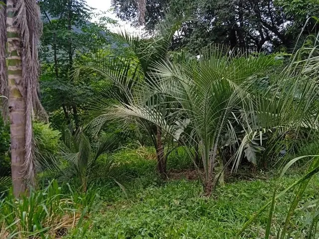 Imagem 9: Chácara Nova Petrópolis