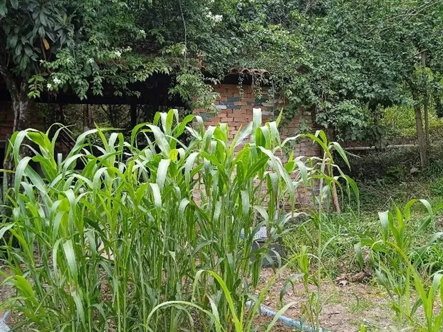 Imagem 4: Chácara Nova Petrópolis