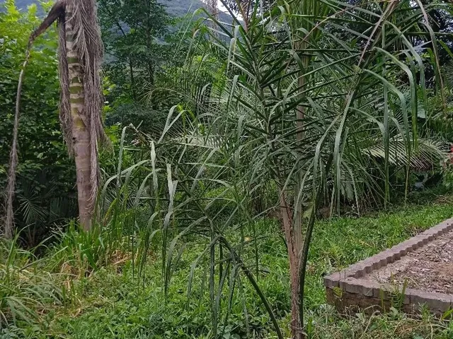 Imagem 5: Chácara Nova Petrópolis