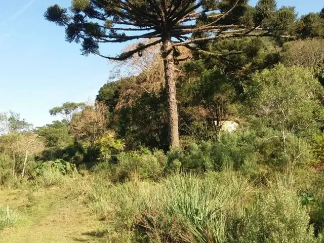 Imagem 4: Sitio 1.5 Hectare com Lago, Pertinho de Gramado