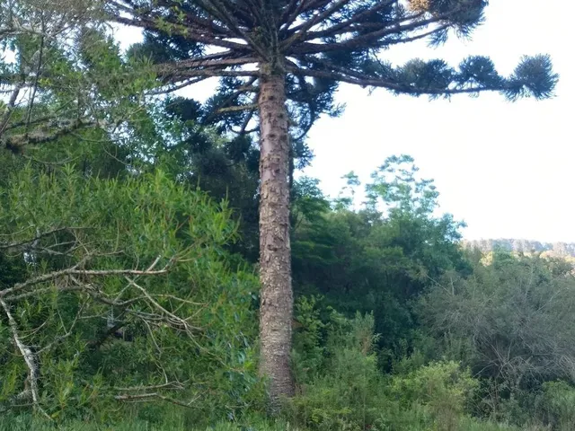 Imagem 10: Sitio 1.5 Hectare com Lago, Pertinho de Gramado