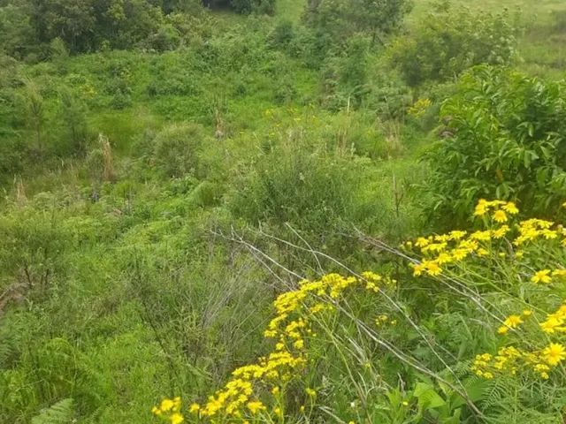 Imagem 2: Área Rural com 50Ha
