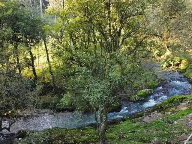Imagem: Linda Àrea com Plantio de 2.5 Hectares