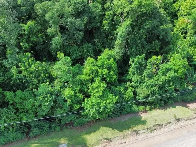 Imagem 10: Terreno para Venda em Picada Café, Floresta