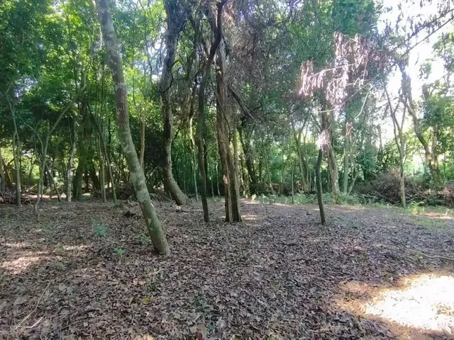 Imagem 11: Terreno para Venda em Picada Café, Floresta