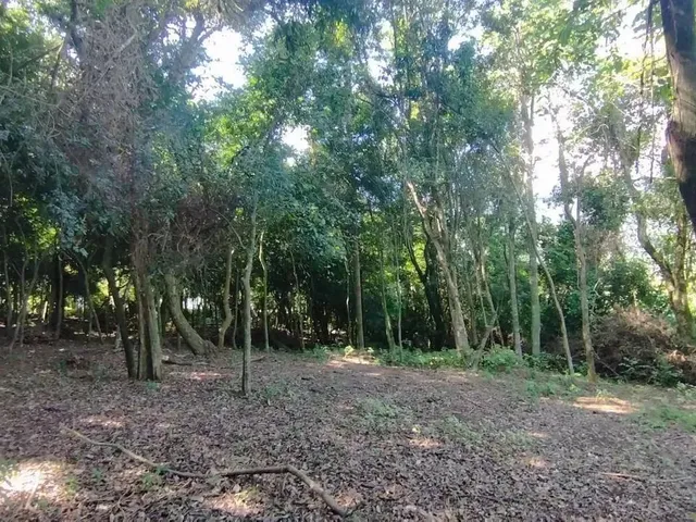 Imagem 9: Terreno para Venda em Picada Café, Floresta