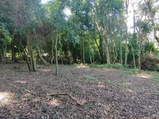 Imagem 4: Terreno para Venda em Picada Café, Floresta
