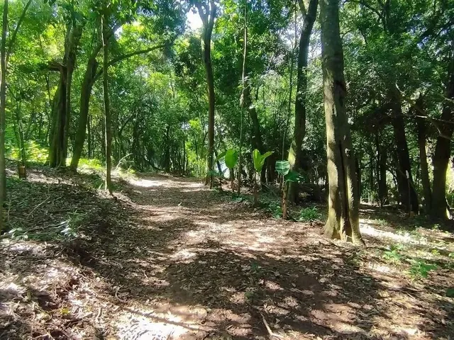 Imagem 6: Terreno para Venda em Picada Café, Floresta