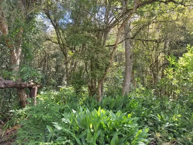 Imagem 11: Sítio / Chácara para Venda em Picada Café, Kaffee Eck