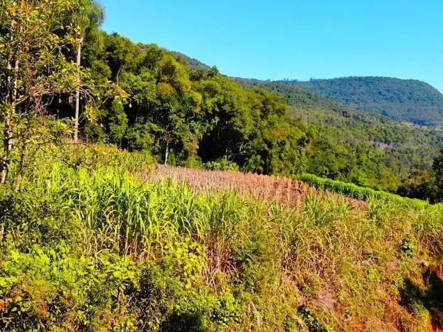 Imagem: Sítio / Chácara para Venda em Nova Petrópolis