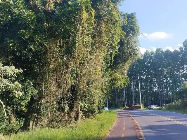 Imagem 2: Sítio / Chácara para Venda em Nova Petrópolis, Canto Ruckert