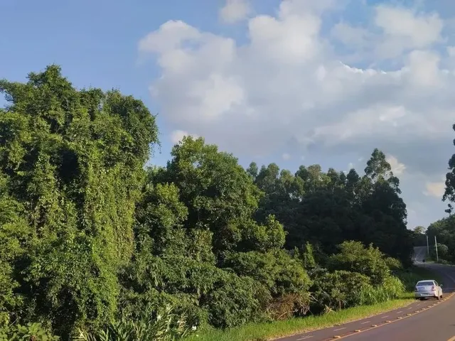 Imagem 5: Sítio / Chácara para Venda em Nova Petrópolis, Canto Ruckert