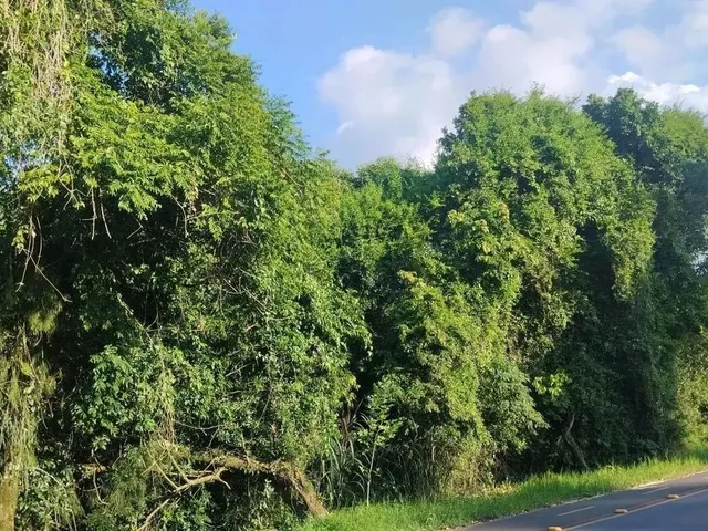 Imagem 4: Sítio / Chácara para Venda em Nova Petrópolis, Canto Ruckert
