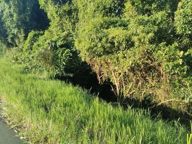 Imagem 9: Sítio / Chácara para Venda em Nova Petrópolis, Canto Ruckert