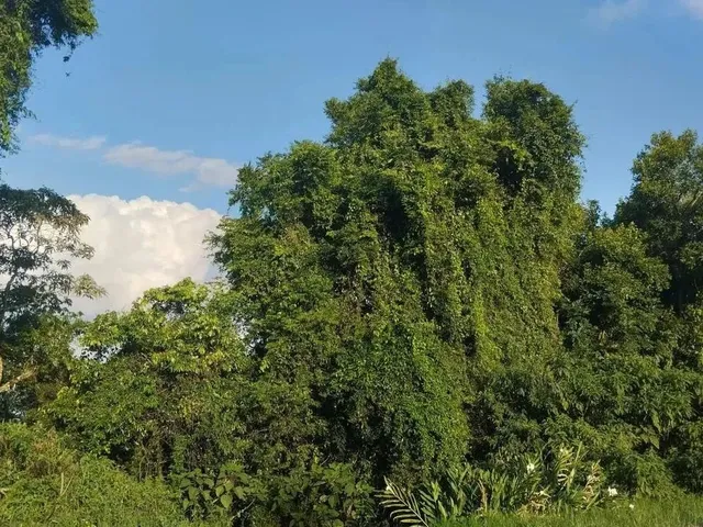 Imagem 7: Sítio / Chácara para Venda em Nova Petrópolis, Canto Ruckert