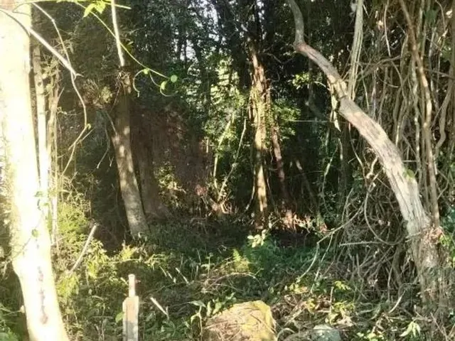 Imagem 10: Sítio / Chácara para Venda em Nova Petrópolis, Canto Ruckert