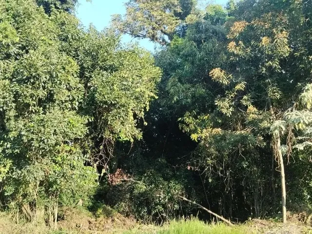 Imagem 3: Sítio / Chácara para Venda em Nova Petrópolis, Canto Ruckert