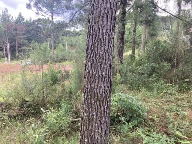 Imagem 13: Terreno - Bairro Dutra