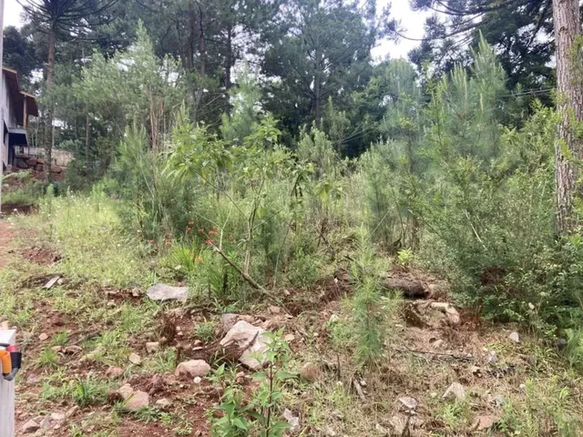Imagem 11: Terreno - Bairro Dutra