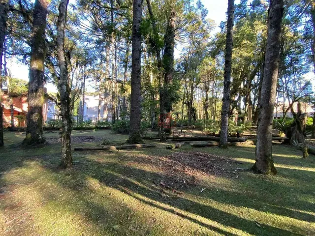 Imagem: Terreno À Venda em Canela, na Vila Suzana!