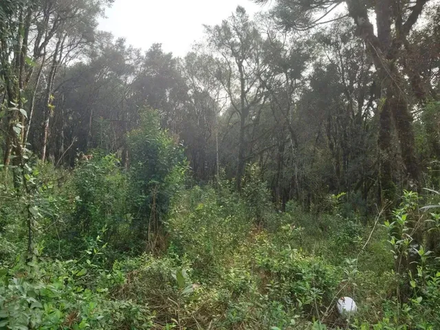 Imagem: Terreno em Gramado no Bairro Vivendas do