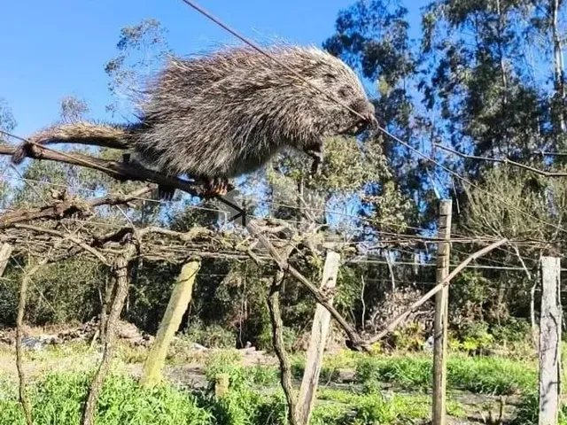 Imagem: Venda Imperdível Terreno Rural de 2,4