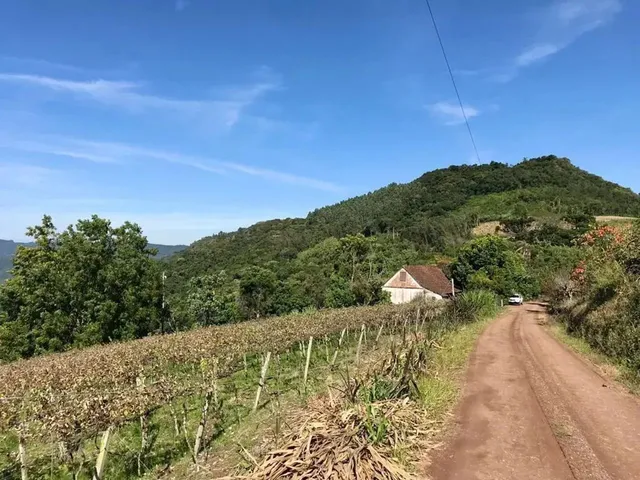 Imagem: Sítio / Chácara para Venda em Picada Café
