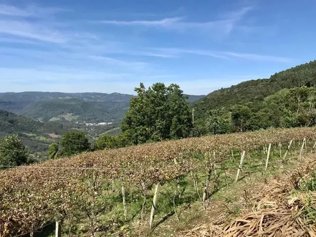 Imagem 14: Sítio / Chácara para Venda em Picada Café, Morro Hansen, 2 Dormitórios, 1 Banheiro