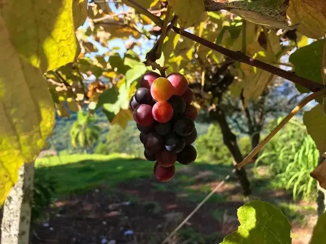 Imagem 7: Sítio / Chácara para Venda em Picada Café, Morro Hansen, 2 Dormitórios, 1 Banheiro