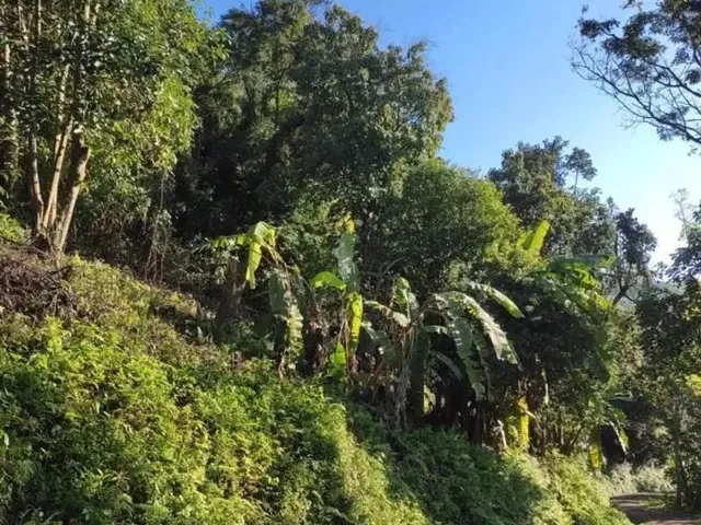 Imagem 1: Sítio / Chácara para Venda em Picada Café, Serra Verde