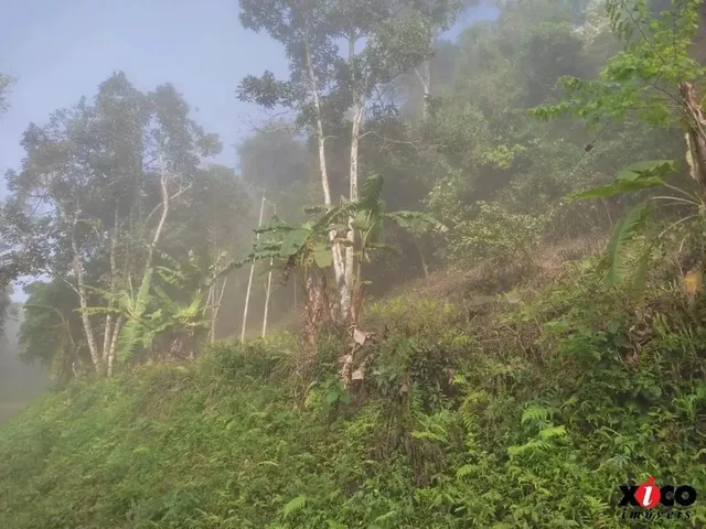 Imagem 9: Sítio / Chácara para Venda em Picada Café, Serra Verde