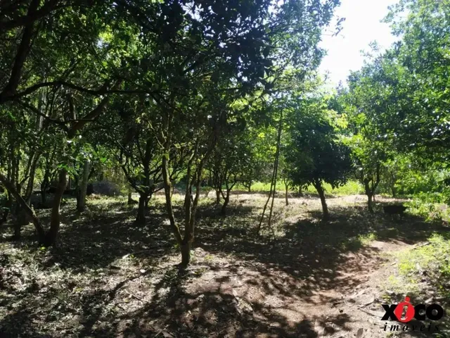 Imagem: Sítio / Chácara para Venda em Nova Petrópolis