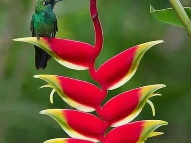 Imagem: Recanto dos Colibris Serra de Guaramiranga