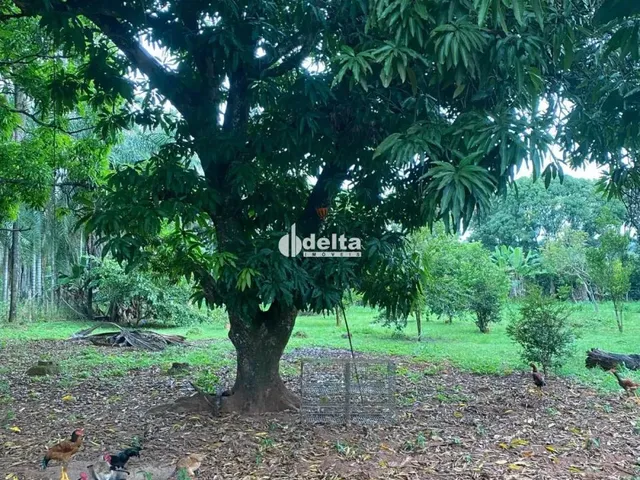 Imagem 6: Chácara Disponível para Venda no Bairro Chácaras Eldorado em Uberlândia-Mg