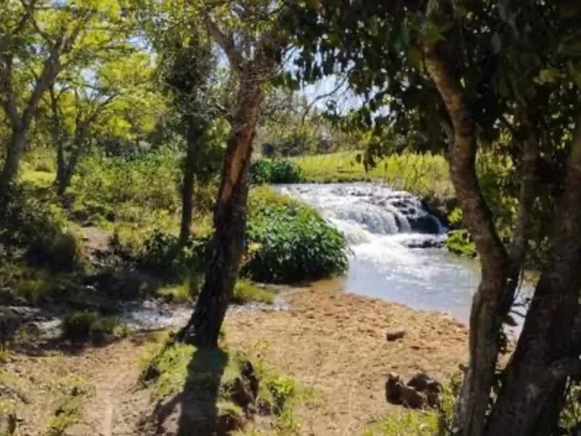 Imagem 2: Fazenda com Cana Próximo Uberlândia